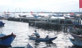 Khánh Hòa: Cá bớp chết hàng loạt... do trời mưa