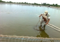 Hội nghị Aquaculture America thảo luận nhiều giải pháp kiểm soát EMS