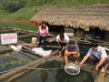 Tuyên Quang: Kết quả mô hình nuôi cá lăng nha trong lồng trên hồ chứa