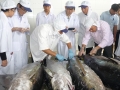 Cá ngừ đại dương của Bình Định có giá bán cao hơn sản phẩm cùng loại của nhiều nước trong khu vực