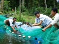 “Đau đầu” với cá tầm nhập lậu