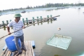Hướng dẫn các biện pháp kỹ thuật tạm thời áp dụng đối với vùng nuôi tôm
