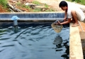 Quảng Ninh: Triển vọng nuôi cá nước lạnh ở Bình Liêu