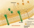 Nhu cầu Lipid của tôm thẻ chân trắng