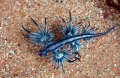 Chiêm ngưỡng loài rồng xanh tuyệt đẹp dưới đáy biển