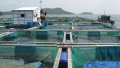 Kiên Hải, Kiên Giang: Thương lái Trung Quốc thao túng cá nuôi