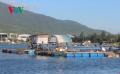 Nuôi thủy sản trái phép ở Vịnh Mân Quang: Thiệt hại tiền tỷ