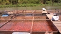Tiền Giang: Phòng bệnh cá nuôi trong mùa mưa