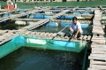 HTX Nuôi trồng thủy sản Vân Hải (Vân Đồn): Hướng đến sản phẩm sạch