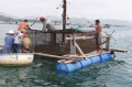 Nuôi tôm hùm nhập từ Philippines:Tiềm ẩn nhiều rủi ro