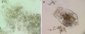 Bổ sung luân trùng và vi tảo trong ươm nuôi tôm bằng công nghệ Biofloc