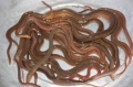 Thừa Thiên Huế: Chủ động nguồn giống lươn đồng