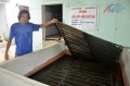 Long An: Kinh nghiệm nuôi lươn không bùn của một hộ gia đình ở Tân An