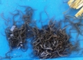 Quảng Ngãi: Ương nuôi thử nghiệm thành công lươn giống