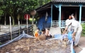 Vĩnh Xương: Nông dân làm giàu từ mô hình nuôi lươn trong bể xi măng, nhựa bạt