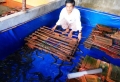Hiệu quả mô hình nuôi lươn không bùn ở Hoài Ân