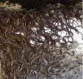 Vị Thanh: kiểm tra mô hình nuôi lươn thâm canh Lươn đồng không bùn tại xã Vị Tân, thành phố Vị Thanh