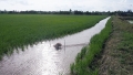 Nông dân đồng bằng sông Cửu Long phát triển nuôi tôm-lúa