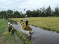 Hậu Giang: Nuôi thủy sản trên ruộng lúa thu lãi từ 72-160 triệu đồng/ha