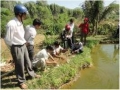 Bình Định: Mô hình nuôi quảng canh cải tiến cá nước ngọt vùng miền núi đạt hiệu quả kinh tế