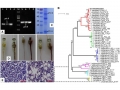 Một dòng Vibrio campbellii mới mang gen pirVP gây hoại tử gan tụy cấp tính