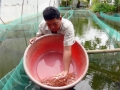 An Giang: Mùa ương nuôi thủy sản