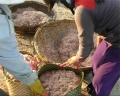 Phước Dinh (Ninh Thuận): Ngư dân được mùa ruốc