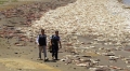Mực ống chết tràn ngập bờ biển Chile