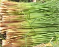 Hiệu quả từ mô hình trồng Năn ở huyện Thạnh Trị