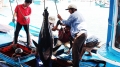Ngành thủy sản Khánh Hòa trước 'thẻ vàng' của EU
