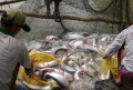 Doanh nghiệp sản xuất thức ăn cá tra: Vì đâu đuối sức?
