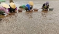 Ngao chết trắng bờ biển Thanh Hóa nghi do chất thải độc hại