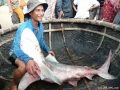 Báo động tình trạng săn bắt cá mập