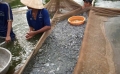 500 tỉ đồng “tiếp sức” người nuôi cá tra