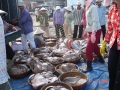 Một số kết quả điều tra nguồn lợi cá đáy ở biển Việt Nam bằng lưới kéo đáy năm 2012