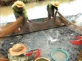 10% các loài cá hạ nguồn sông Mê Kông có khả năng bị tuyệt diệt