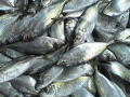 Một số kết quả bước đầu về đánh giá nguồn lợi cá nổi nhỏ ở biển Việt Nam giai đoạn 2011 - 2012