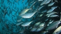 Đại dương ấm lên tác động nghiêm trọng đến nguồn cá