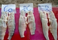 Lúa mì và bắp Mỹ có thể dùng để nuôi cá da trơn Việt Nam