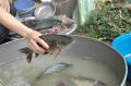Cách nhận biết cá nuôi bằng nước thải