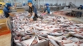 Nga cấm nhập khẩu cá tra từ Việt Nam
