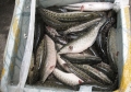 Phối hợp bắt 700 kg cá quả nhập lậu