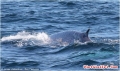 Nhìn thấy cá voi xanh quý hiếm ở Sydney sau 20 năm