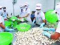 Xuất khẩu cua ghẹ, ngao sò: Lo ngại kim ngạch tiếp tục sụt giảm