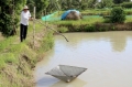 Cà Mau: Nông dân lo giá cá  bống tượng, cá chình bấp bênh