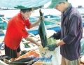 Nuôi thủy sản ở Lý Sơn: Chuyển từ tôm hùm sang cá bớp