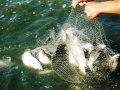 Mô hình nuôi cá chẽm ở Đạ Tẻh