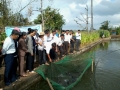 Để nuôi cá chép giống V1 đạt năng suất 2 tấn/ha