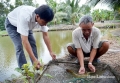 Bạc Liêu: Nông dân làm giàu từ nuôi cá chình