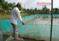 Hiệu quả nuôi cá chình ở Phú Thuận
